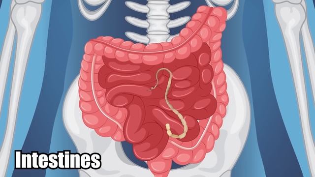 Secret Tunnel Found Under The Great Sphinx Of Giza смотреть онлайн