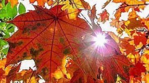 472.♫. Георг Отс  - «Опавшие листья», (Les Feuilles Mortes)