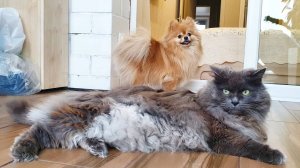 Получится ли выманить кота на балкон и поддержит ли его шпиц?