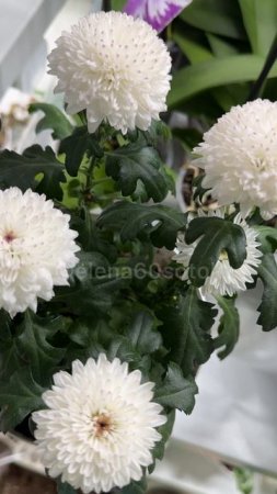 Лучшая таблетка для домашних цветов. Даже чахлый оживает! #сад #огород #цветы #дача