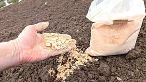 Этот порошок в 100 раз дешевле и лучше навоза! Весной вношу на грядки земля становится черноземом