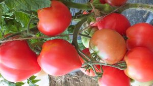 РАСПРОДАЖА семян томатов, самые сладкие сорта томатов наборами