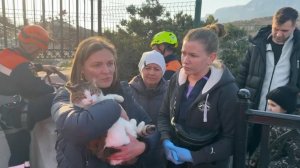 Появились кадры спасения кошки, сброшенной со смотровой "Ласточкиного гнезда"