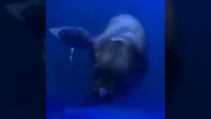 Морской Лев пытаеться Укусить Человека за руку