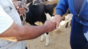 SAMARKAND SELICKI MOL QOY BOZORI САМАРКАНД СЕЛСКИ МОЛ КОЙ БОЗОРИ