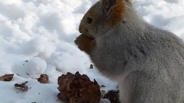 Февральская белка. смотреть онлайн