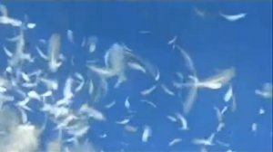 Final Fantasy VIII: Once Upon A December (katethegreat19 version)