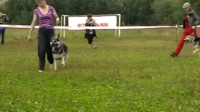 MOV053 сравнение на ЛС смотреть онлайн