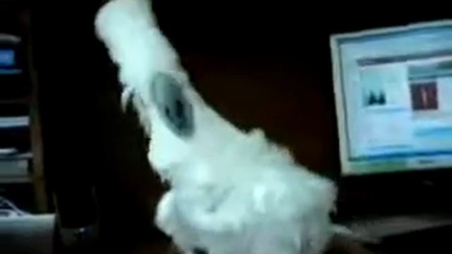 Попугай зажигает смотреть онлайн