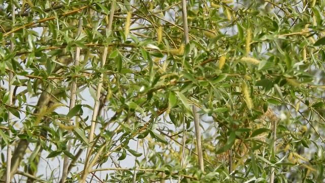 Биосфера. Слушаем как поёт варакушка. Его не видно. Он за камышами. Подобраться без шума невозможно смотреть онлайн