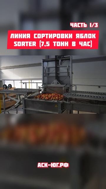 Линия сортировки яблок SORTER (7,5 тонн в час) Курганинск 1.1