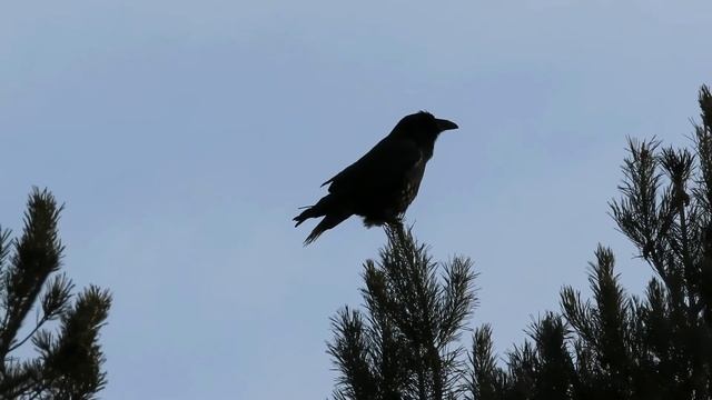 №2056 13 03 2022 Голоса и полет воронов смотреть онлайн