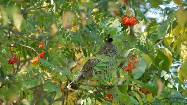 Рябчик смотреть онлайн