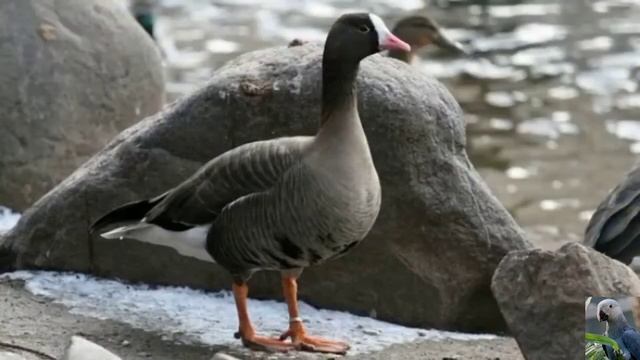 Голоса птиц: пискулька смотреть онлайн