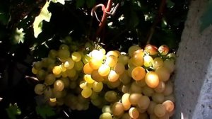 Сорт винограда "Белоснежка" Павловского - сезон 2019 # Grape sort "Belosnezhka"