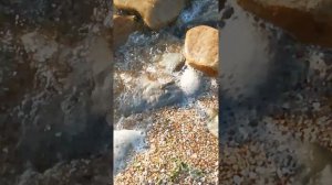 Змеи в Азовском море.