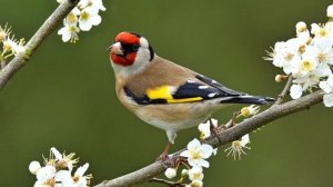 أجمل تغريد طائر الحسون КРАСИВОЕ ПЕНИЕ ЩЕГЛА