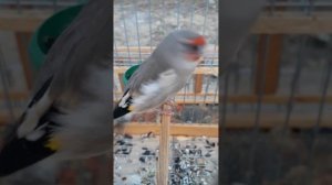 щегол исфара чоркух