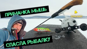 НЕОБЫЧНАЯ ПРИМАНКА МЫШЬ СПАСЛА РЫБАЛКУ НА СУДАКА. ЛОВЛЯ СУДАКА И БЕРША С ГЛУБИН МОРЯ