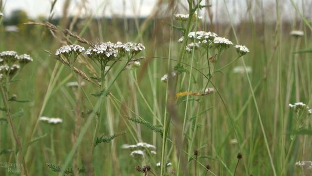Sounds of nature for recreation, singing of field birds and crickets. смотреть онлайн