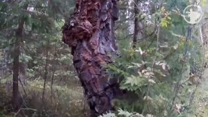 поиск рябчика на манок в русском лесу