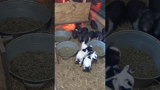 Камерунские козлята 🐐 знакомятся с вьетнамскими поросятами 🐷