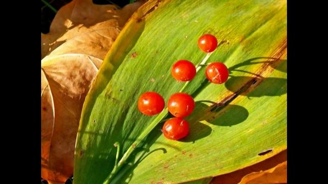 Шишкин Лес опасные ягоды смотреть онлайн