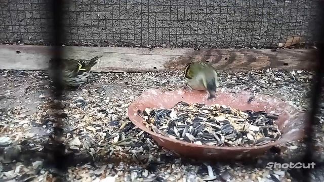 Вот мои чижы ужинают.Видео без звука!! смотреть онлайн