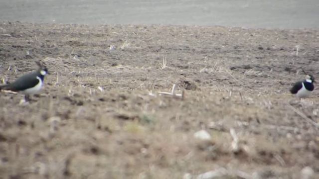 Чибисы смотреть онлайн