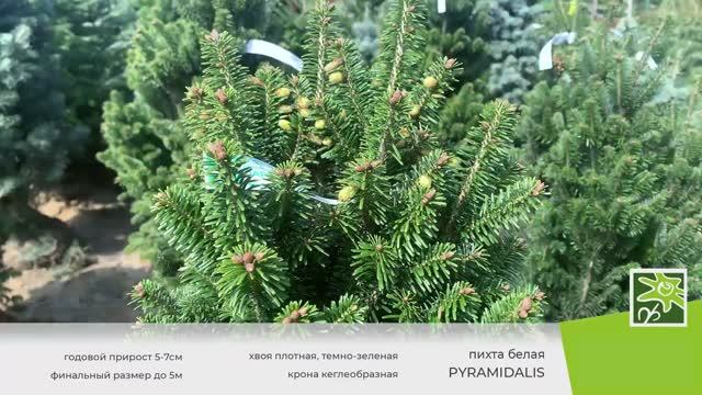 Пихта белая Пирамидалис - настоящая хвойная пирамида