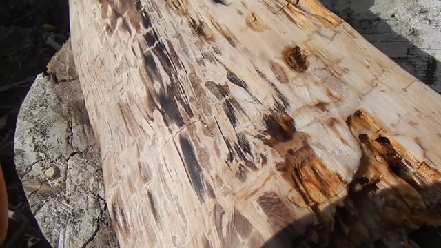 Как звучит опал если он дерево смотреть онлайн