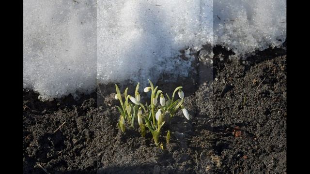 Иеромонах Роман, монах Афанасий (Кокорев). Певец смотреть онлайн