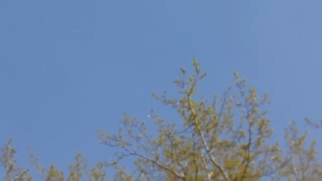 Пеночка весничка
