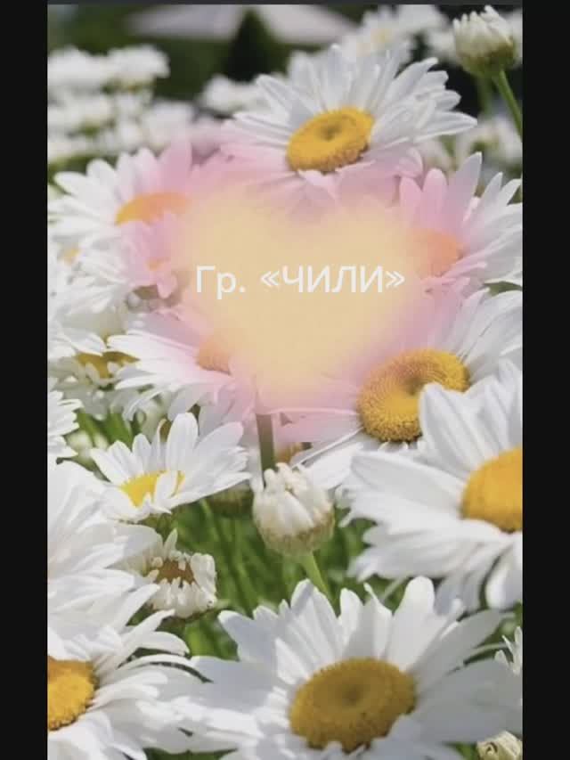 Чили «Ромашковое поле»