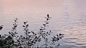 Ф. Шуберт - Вечерняя серенада F. Schubert - Serenade