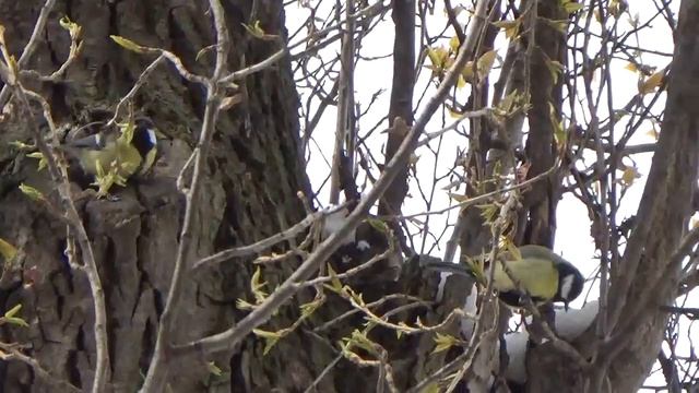 звук синицы звуки синицы смотреть онлайн