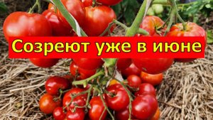 САМЫЕ РАННИЕ сорта томатов для открытого грунта с потрясающей урожайностью