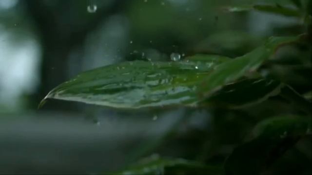 МЕЛОДИЯ ЛЕСА смотреть онлайн