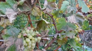 Калининградский виноград. Вера.