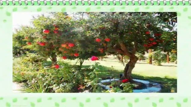 Дәрумендер мен құнды заттарға бай жеміс жидектер смотреть онлайн