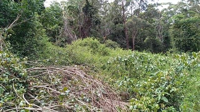 Binna Burra #2 Yowie Bigfoot Sightings Reports Research смотреть онлайн