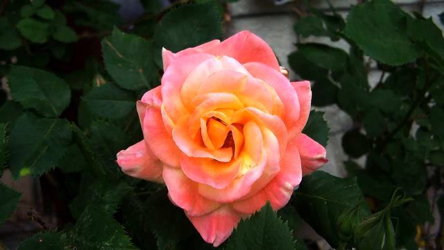 Слушать самую лучшую музыку и фото 2015