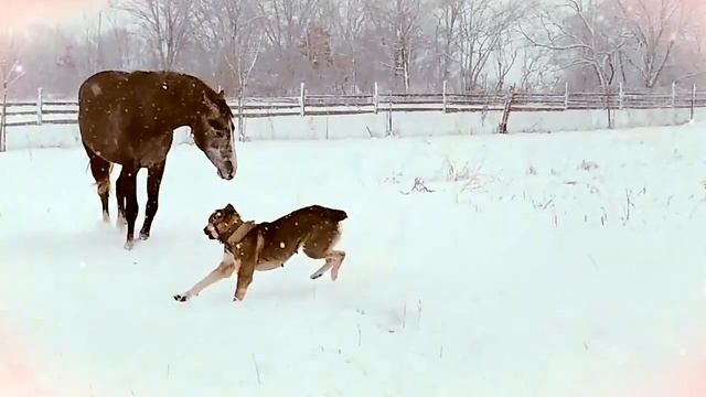 Молодая лошадь: Большой снег пришёл! смотреть онлайн