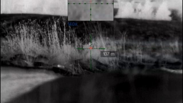 Лис на всречке