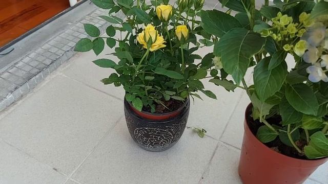 Bunga pancawarna dan Gak ada air // suka dan duka #bungahiasan смотреть онлайн