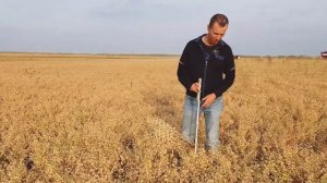 ВОЛЖАНИН 50 - новый сорт нута с калибром 8+. (подробное описание)