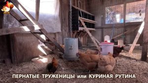 Куры несушки свободного выгула и их обычная куриная рутина – эпизод (53)