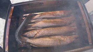 Коптили рыбу в новой коптильне, хорошо отдохнули