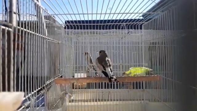 Седоголовый щегол брачный сезон смотреть онлайн