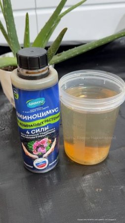 Срочно РАЗБУДИТЕ ГЕРАНЬ И ДРУГИЕ КОМНАТНЫЕ ЦВЕТЫ, даже чахлый оживет и вмиг зацветет #цветы #герань